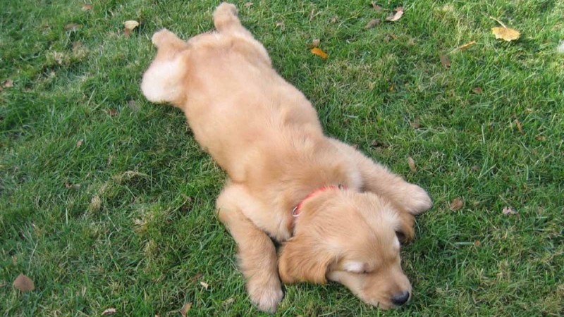 tong-hop-hinh-anh-con-cho-18