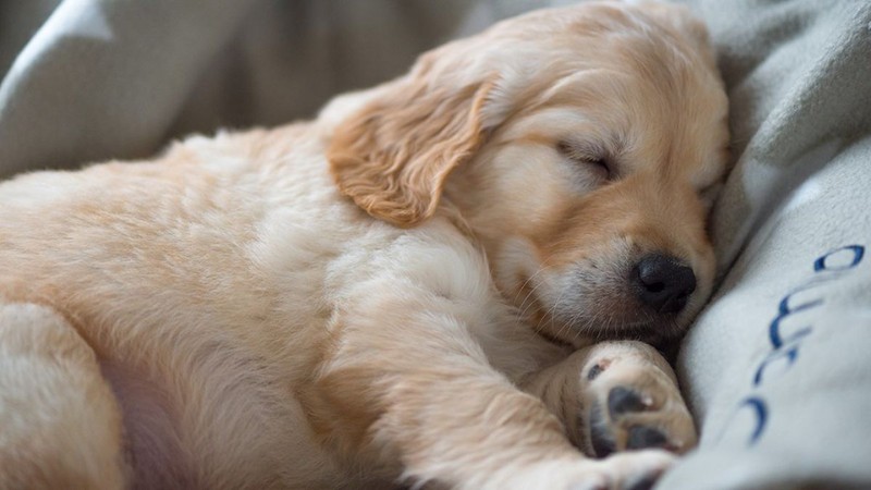 tong-hop-hinh-anh-con-cho-28