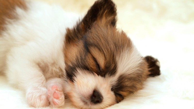 tong-hop-hinh-anh-con-cho-25