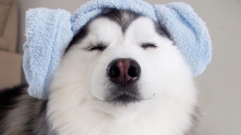 tong-hop-hinh-anh-con-cho-24