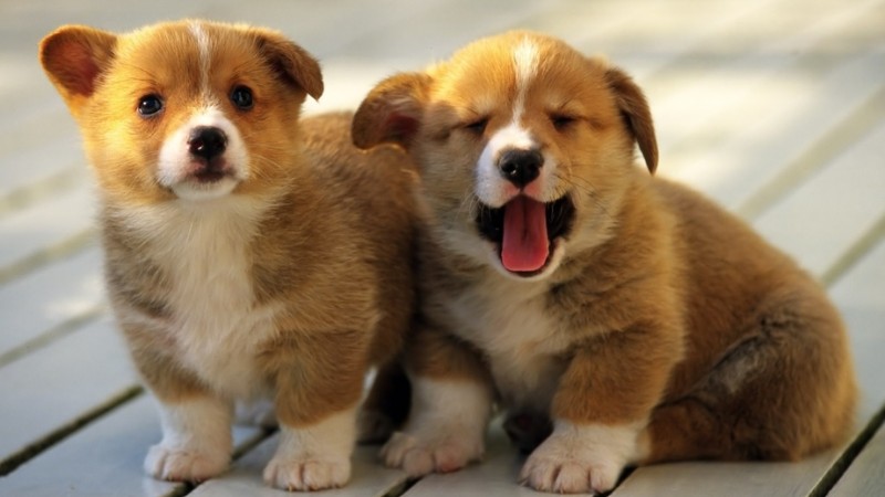 tong-hop-hinh-anh-con-cho-48