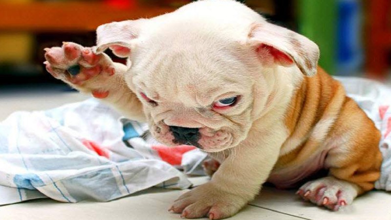 tong-hop-hinh-anh-con-cho-41