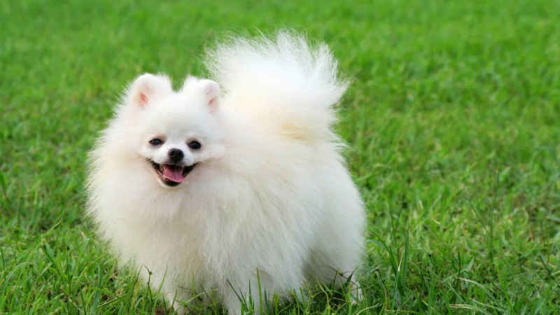 tong-hop-hinh-anh-con-cho-12