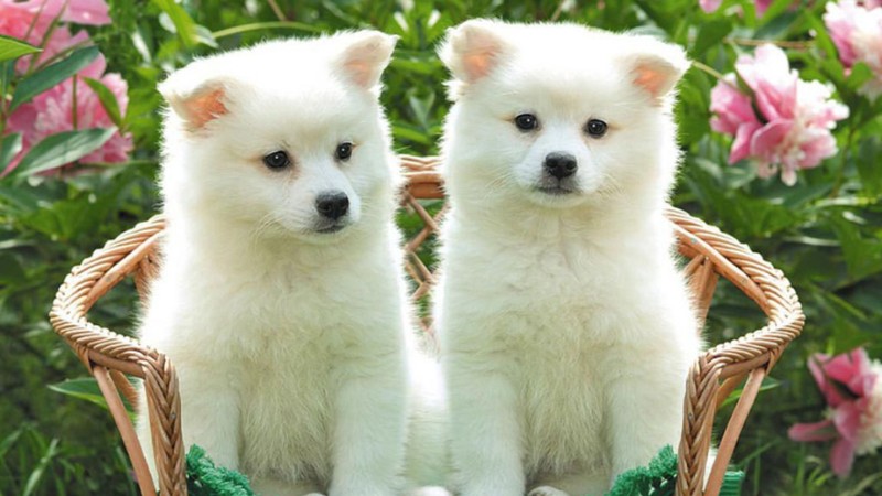 tong-hop-hinh-anh-con-cho-15