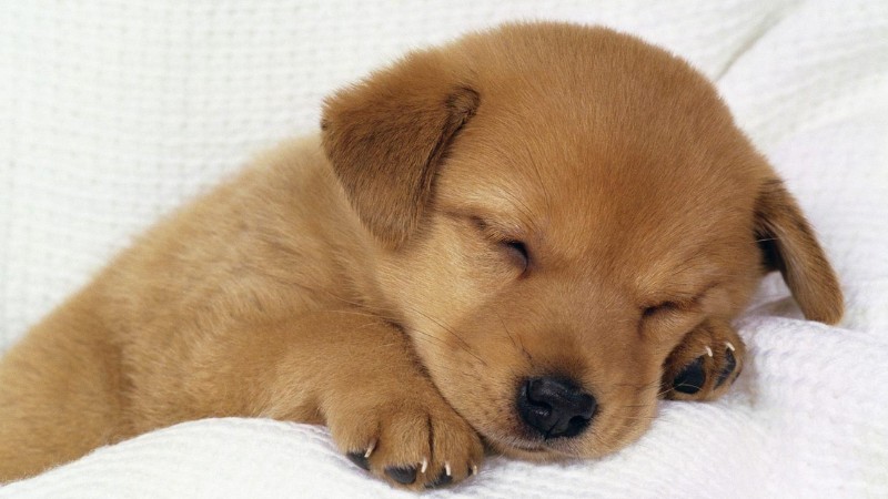 tong-hop-hinh-anh-con-cho-1