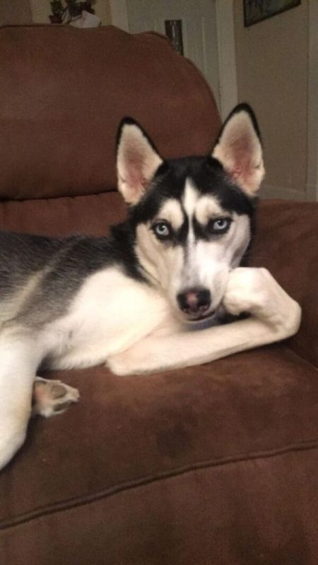 99 Ảnh chế chó hài hước, troll bá đạo, siêu bựa nhất – Ben Computer