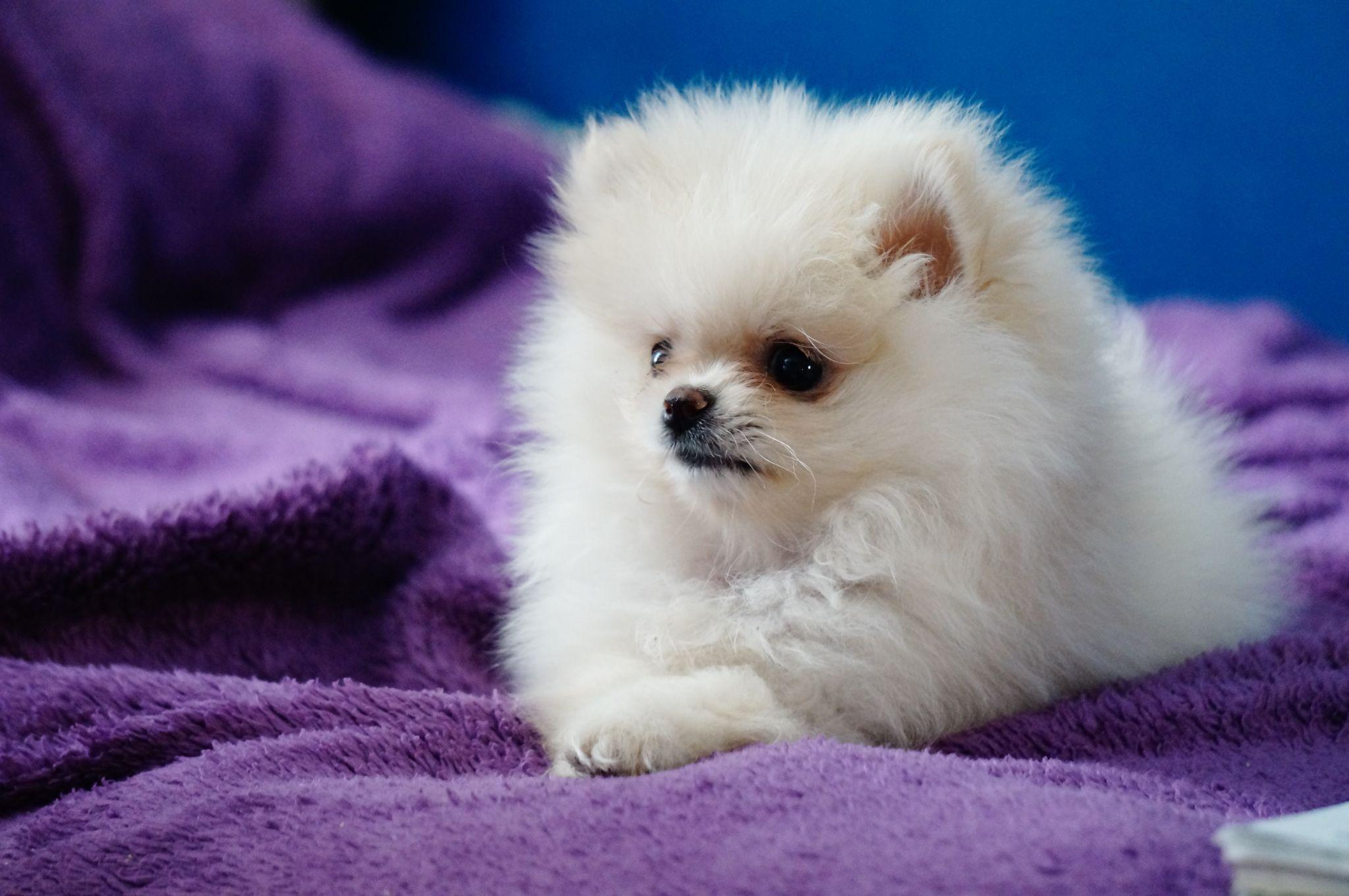 Chó phốc sóc Pomeranian có những loại nào và giá bán - 6