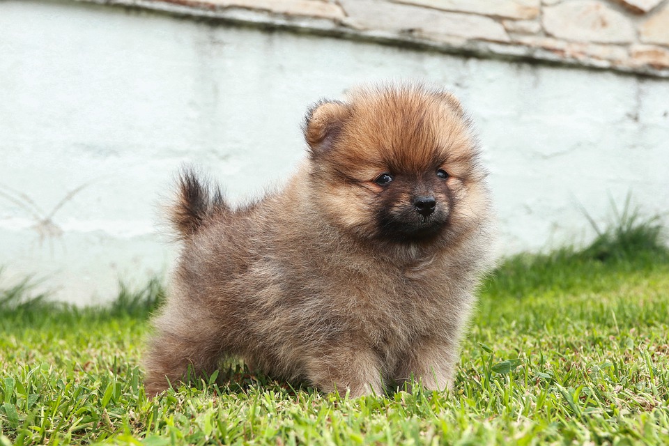 Chó phốc sóc Pomeranian có những loại nào và giá bán