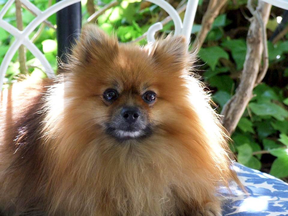 Chó phốc sóc Pomeranian có những loại nào và giá bán