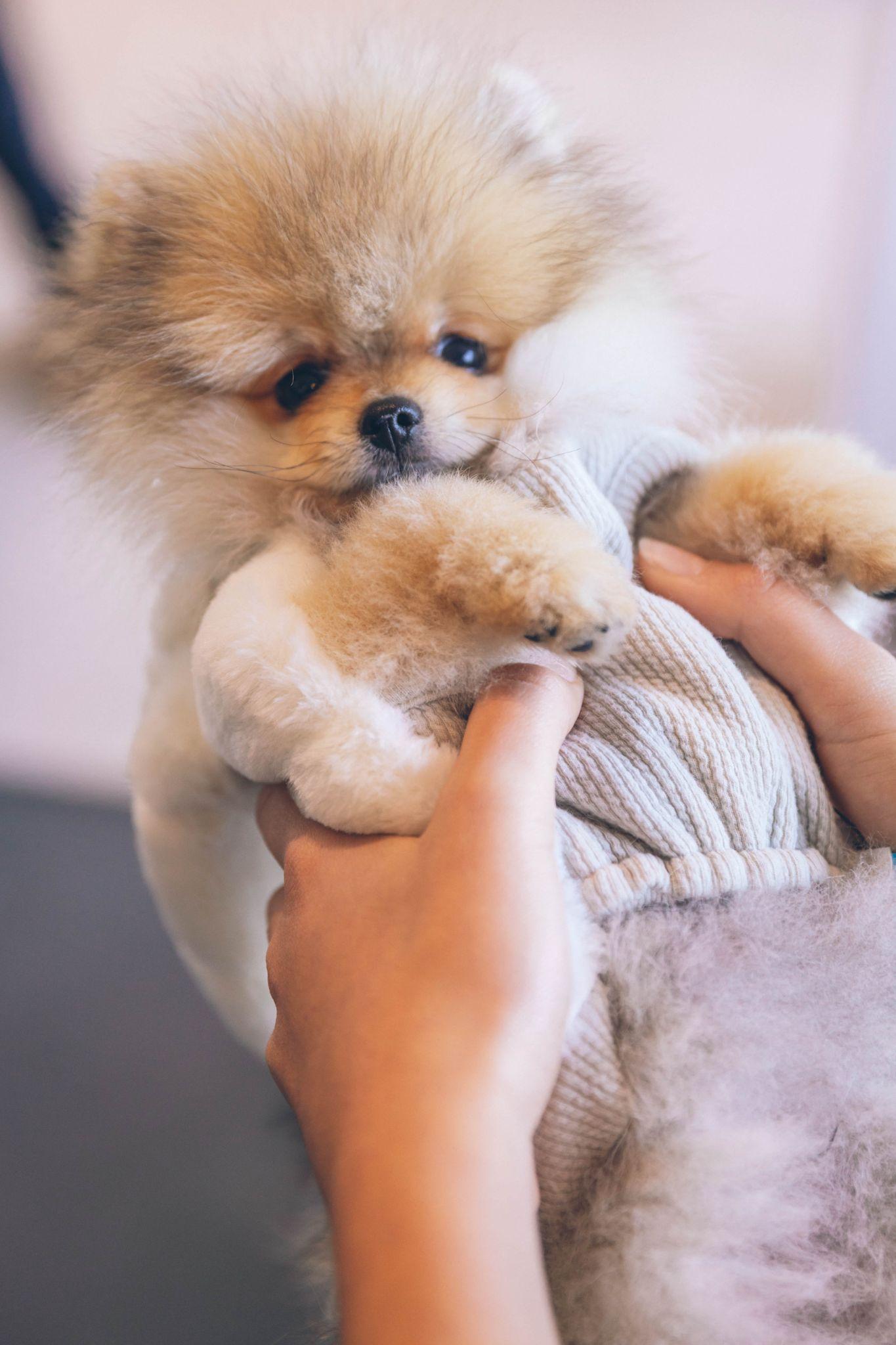 Chó phốc sóc Pomeranian có những loại nào và giá bán