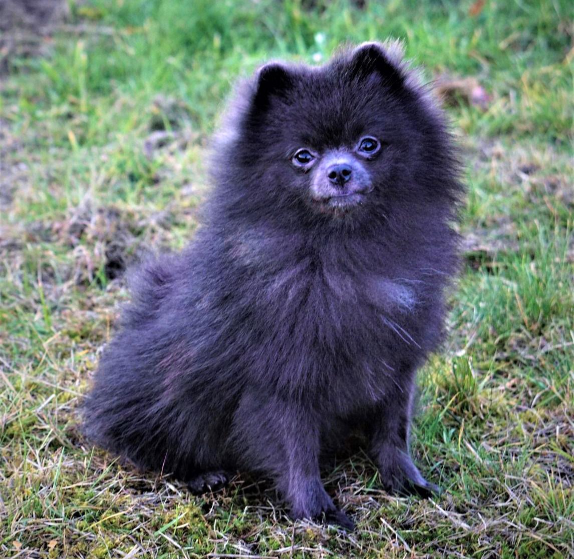 Chó phốc sóc Pomeranian có những loại nào và giá bán - 11