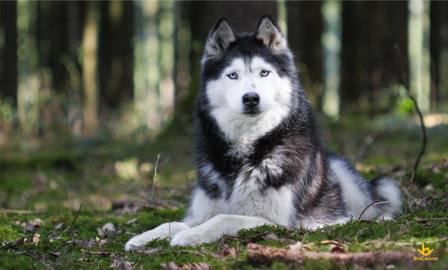 Hình ảnh Chú Chó Husky Trogn Công Viên