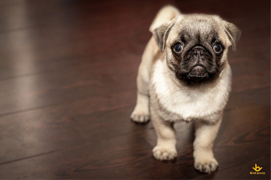 Hình ảnh Chú Chó Pug Với Vẻ Mặt Ngây Ngô