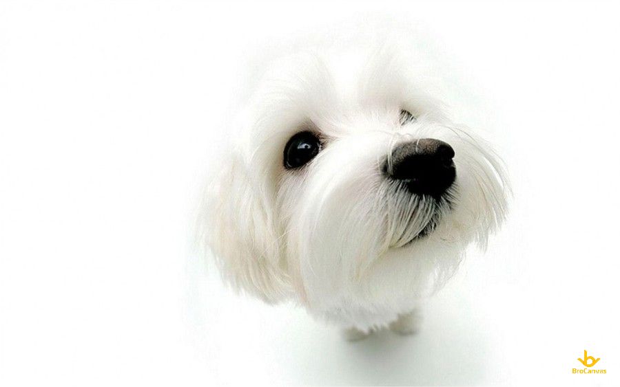 Hình ảnh Chú Chó Trăng