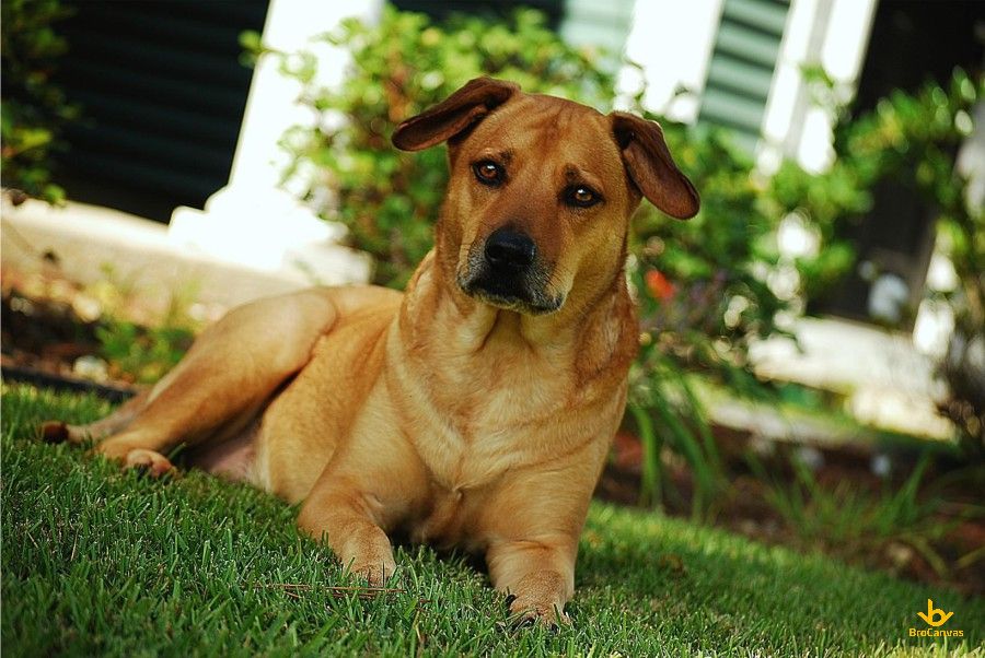 Hình ảnh Chú Chó Trong Sân Nhà