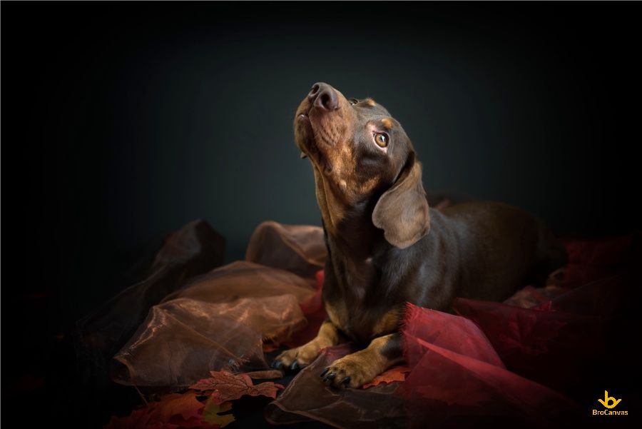 Hình Chú Chó Lạp Xưởng