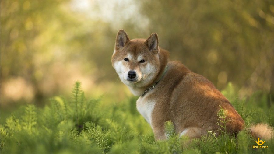 Hình Chú Chó Shiba Inu