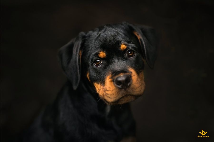 Chú Chó đen Chững Chạc