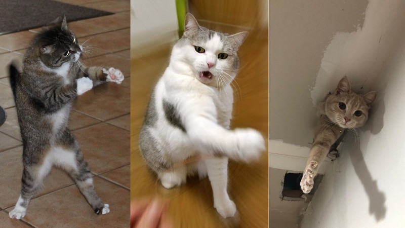 top-1000-anh-meo-bua-53