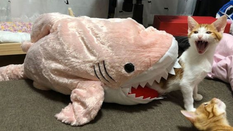 top-1000-anh-meo-bua-24