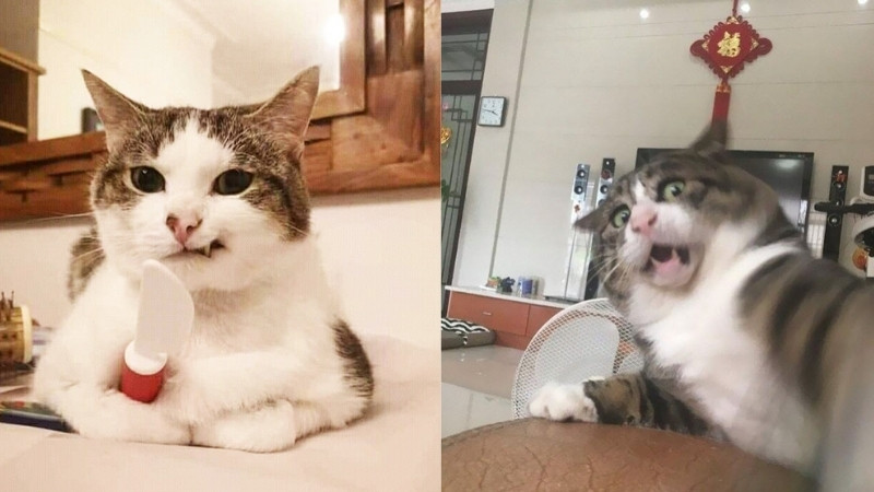 top-1000-anh-meo-bua-15