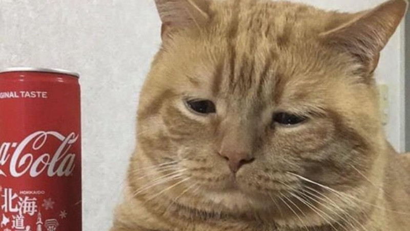 top-1000-anh-meo-bua-19