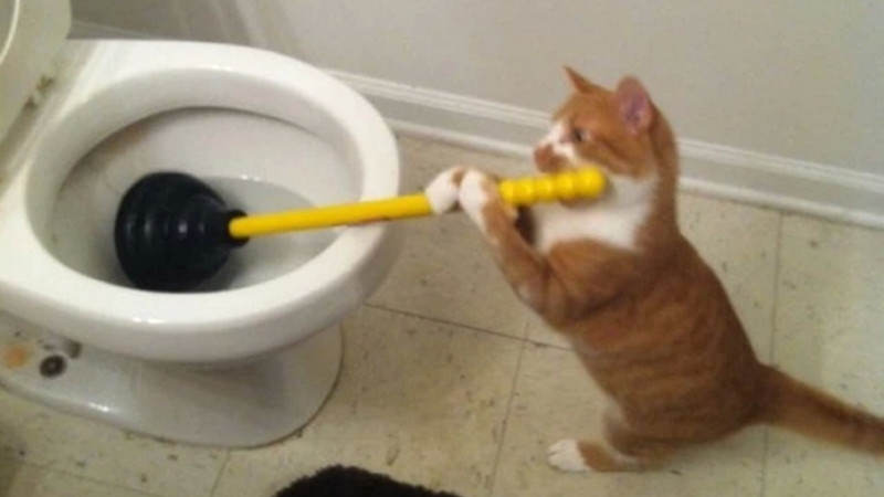 top-1000-anh-meo-bua-28