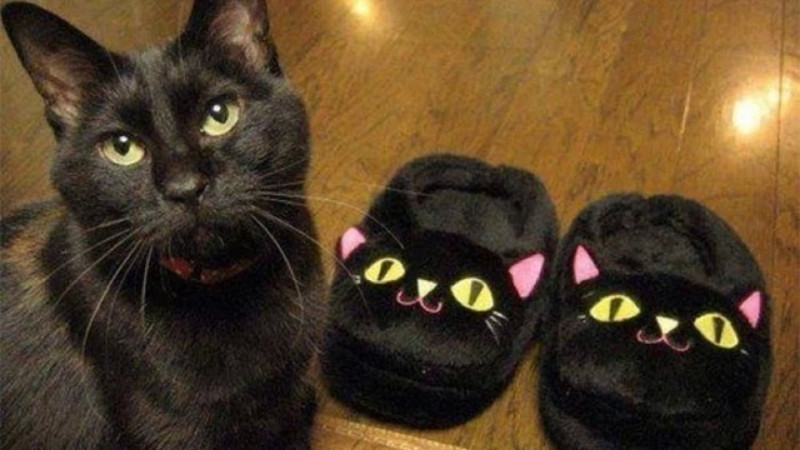 top-1000-anh-meo-bua-27