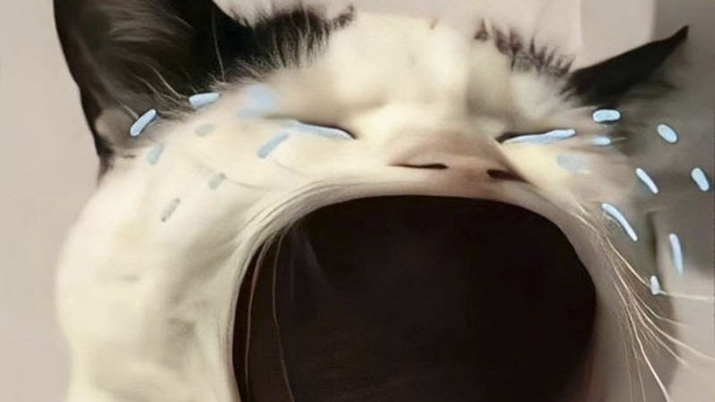 top-1000-anh-meo-bua-4