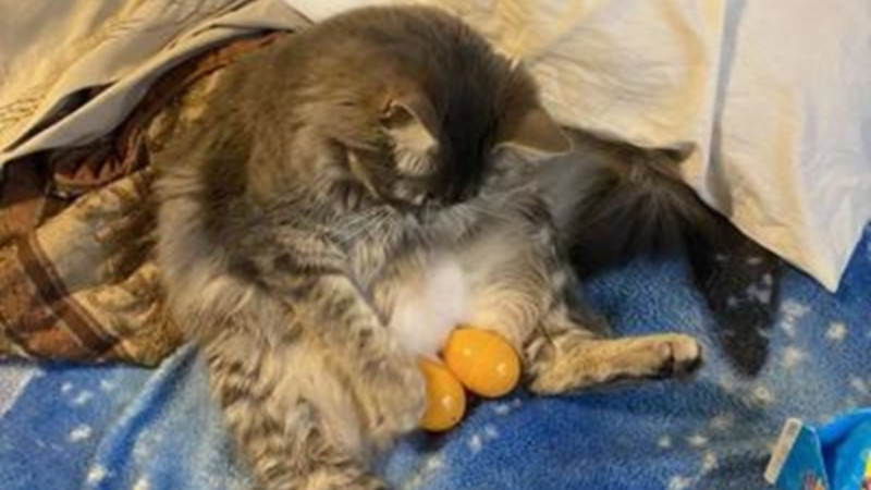 top-1000-anh-meo-bua-16