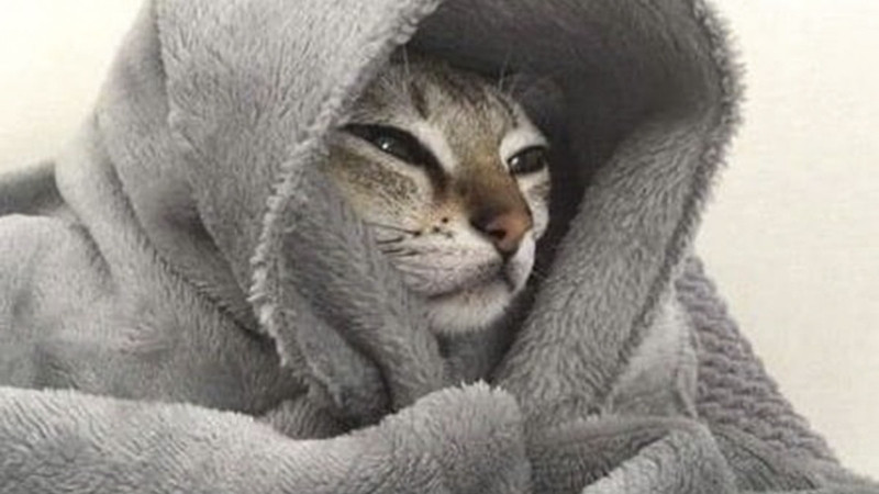 top-1000-anh-meo-bua-25