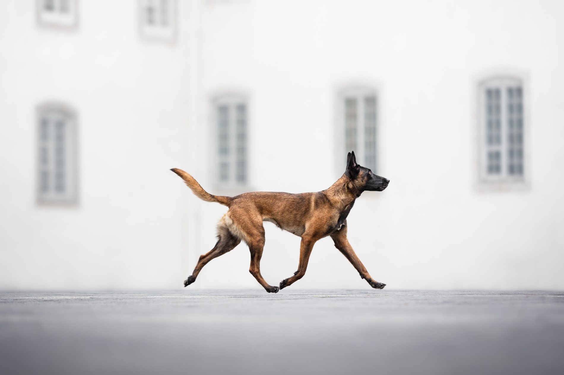 rune-hajen-20-dog-photography-awards-high-res.jpg