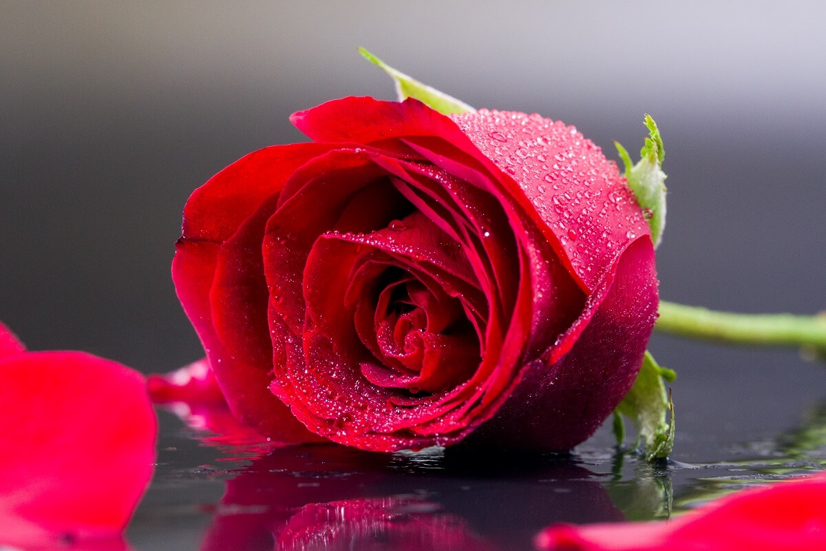 Một bông hoa hồng đỏ tươi đẹp