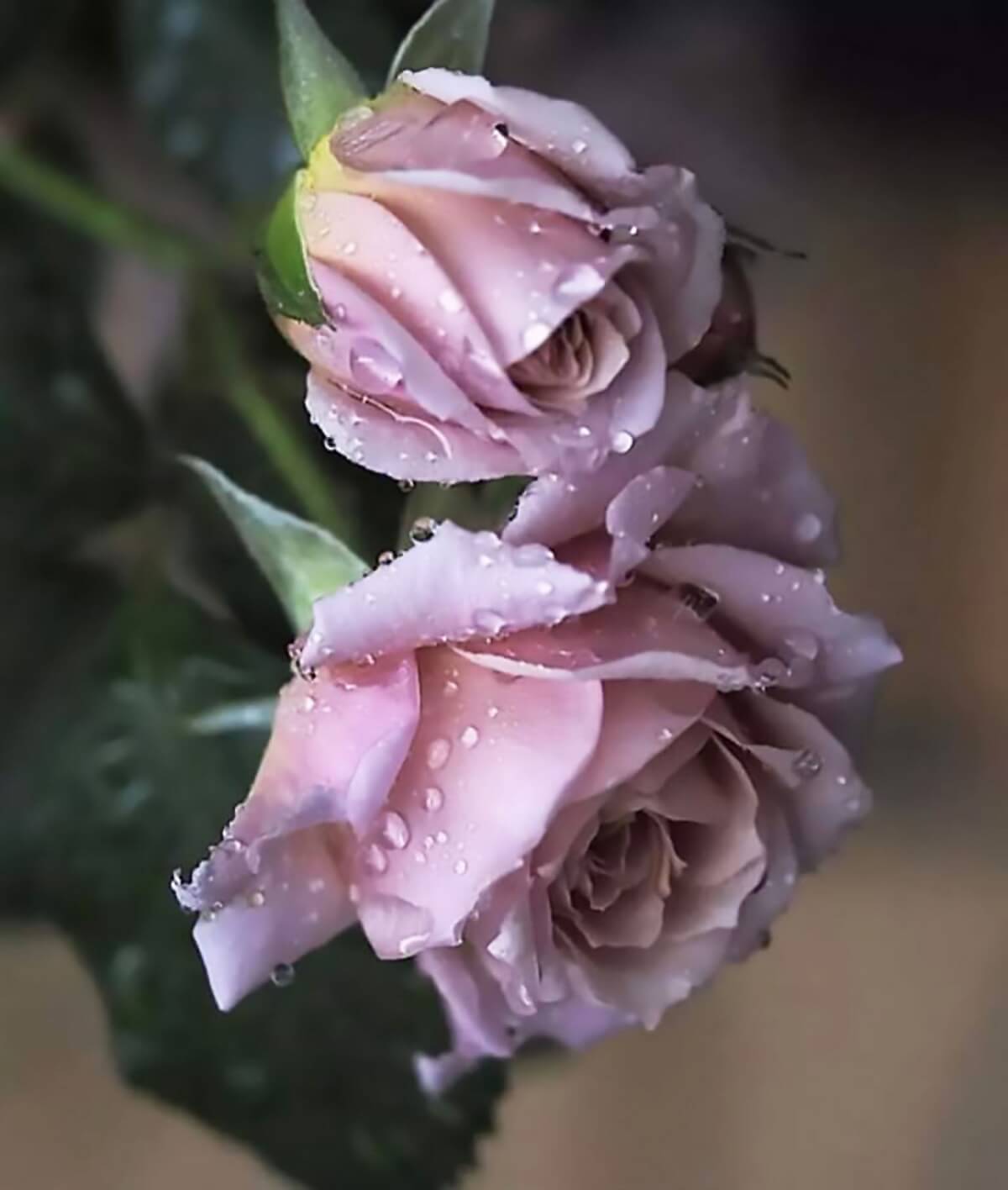 Ảnh hoa hồng tím lãng mạn