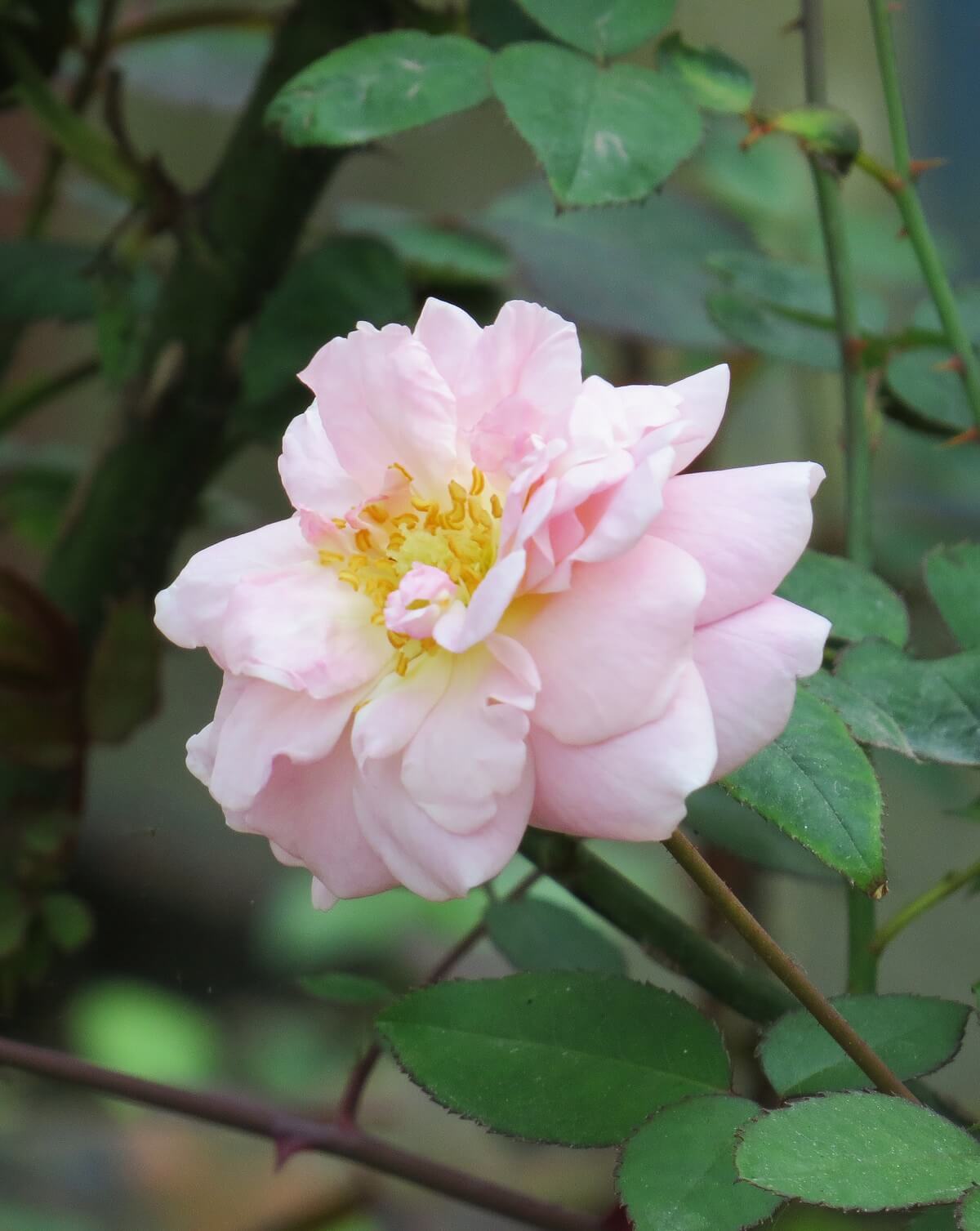 Hình ảnh hoa hồng trắng dịu dàng