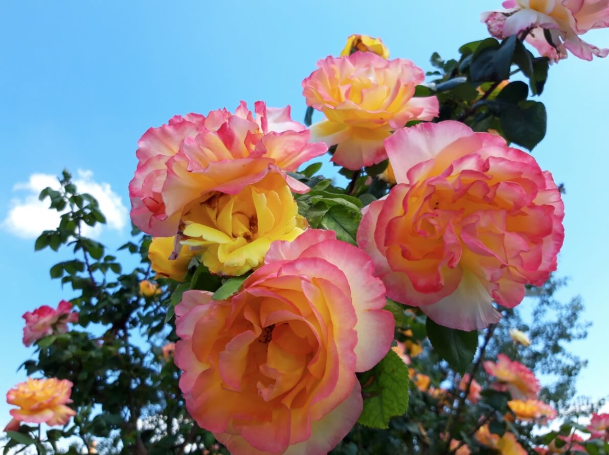 Cận cảnh hình ảnh hoa hồng đỏ