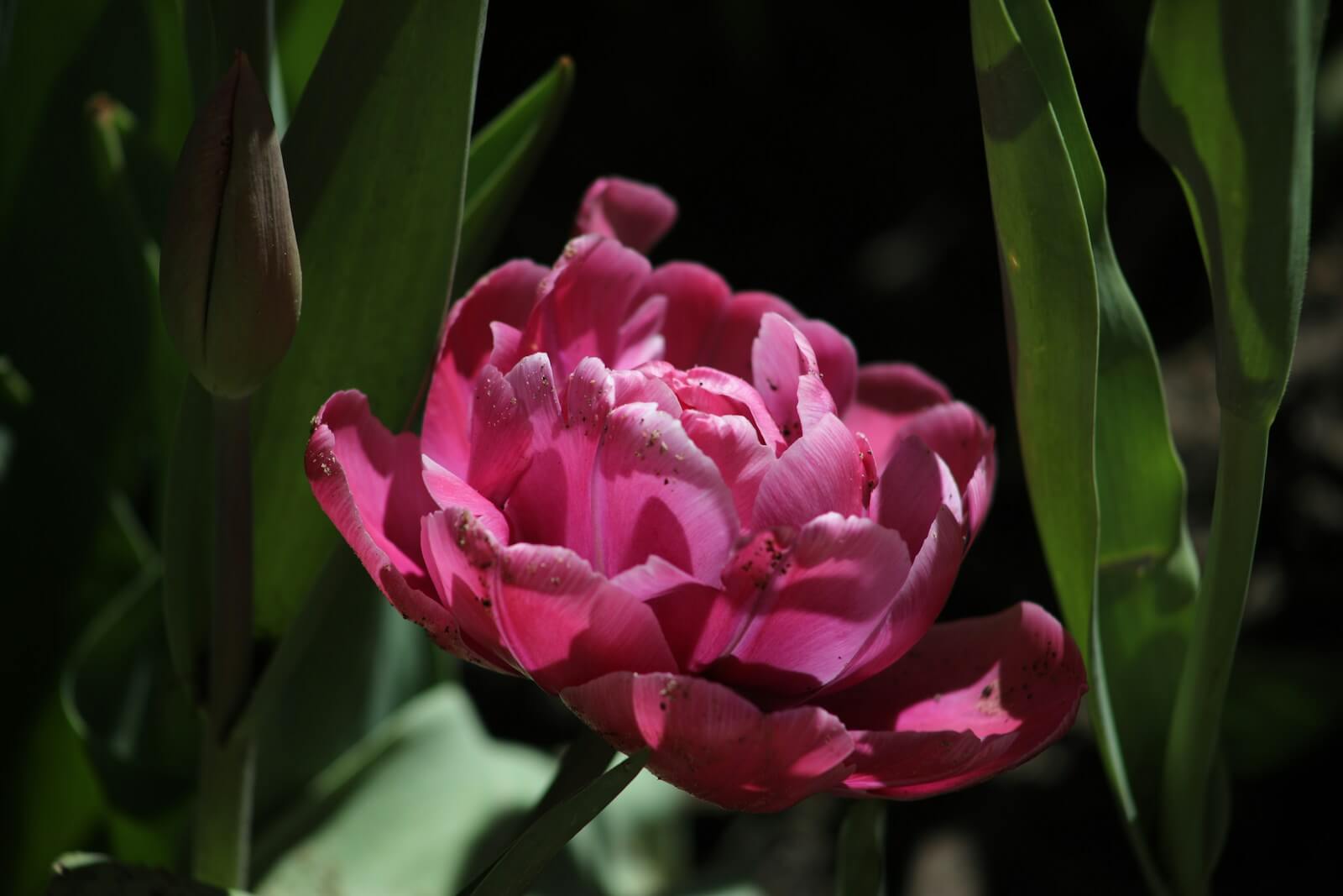 Những hình ảnh hoa mẫu đơn đẹp mê hồn