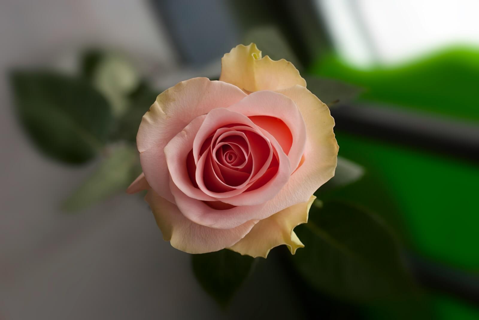 Hình ảnh hoa hồng đẹp nhất hiện nay