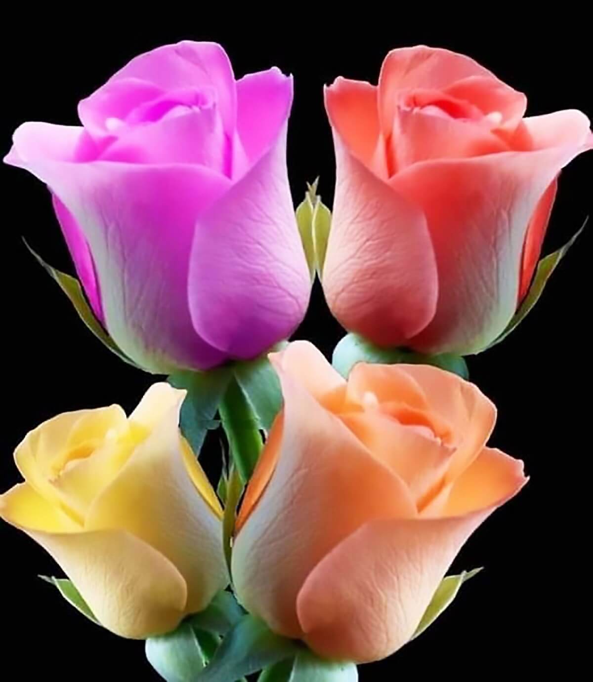 Bó hoa hồng nhiều màu sắc tươi tắn