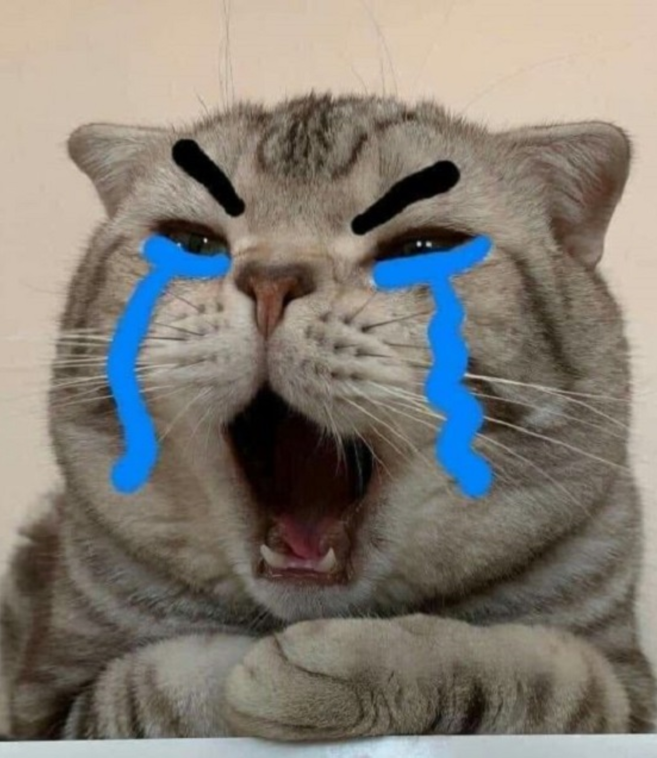 Mèo con khóc thét