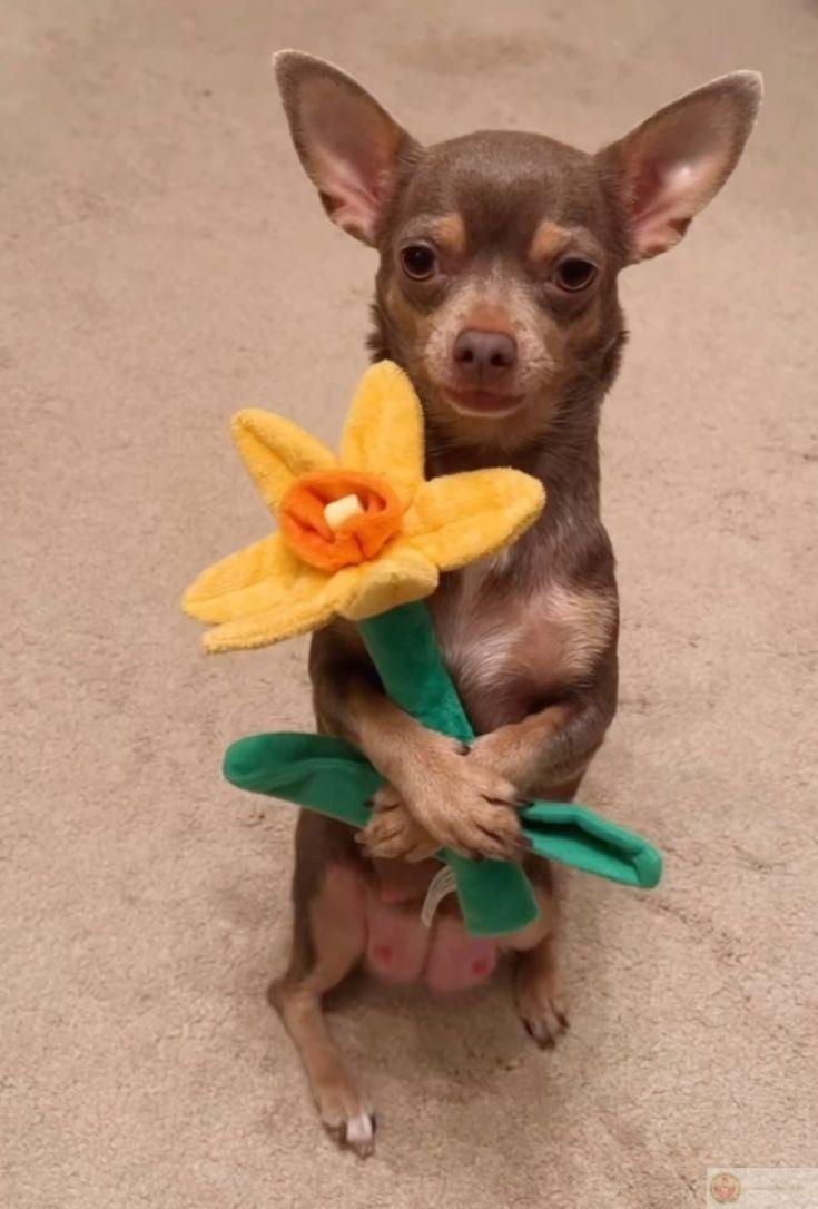 Meme tặng hoa cúc