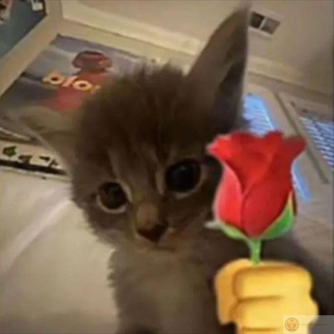 Loạt ảnh chế mèo ôm hoa cực dễ thương mang lại cảm giác vui vẻ nhẹ nhàng