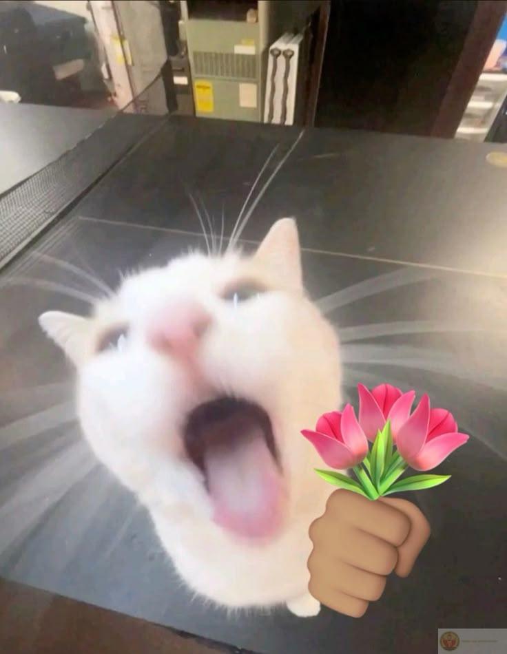 Loạt hình chế mèo tặng hoa mang vibe vừa ngọt ngào vừa buồn cười đến khó tả