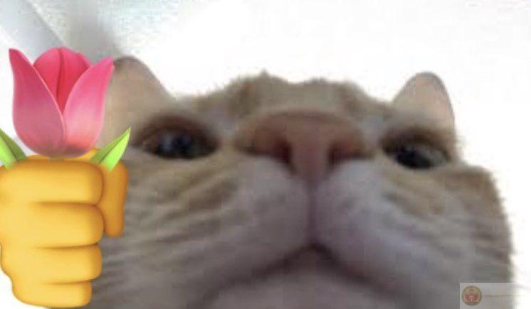 Ảnh chế mèo tặng hoa được chia sẻ rầm rộ nhờ sự hài hước ngộ nghĩnh khó cưỡng