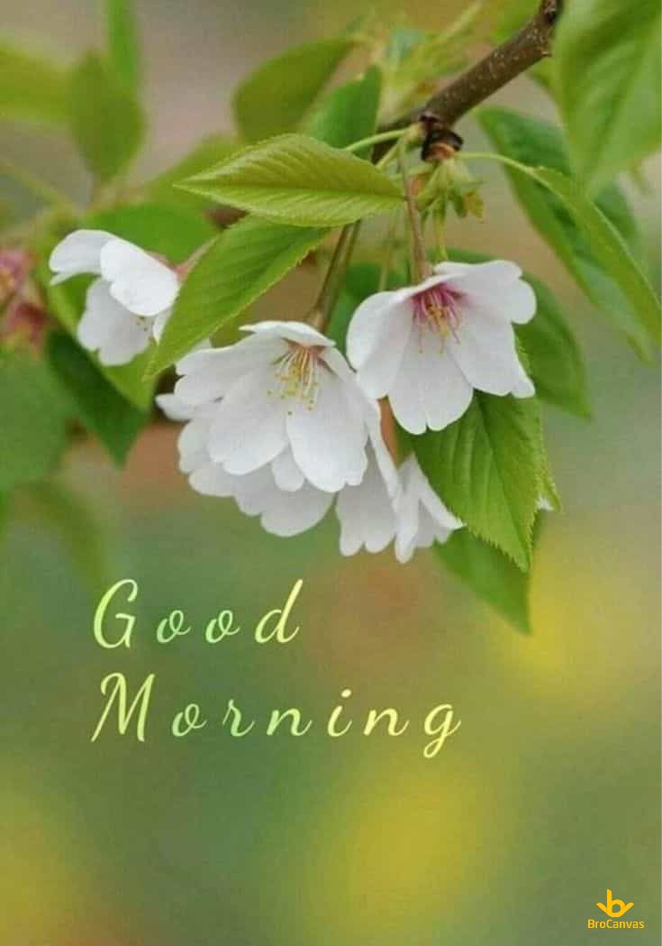 Ảnh Cành Hoa Chào Buổi Sáng