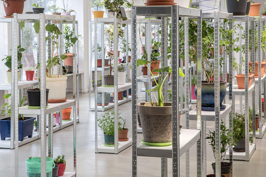 tuan-mami-vietnamese-immigrating-garden-no5-documentation