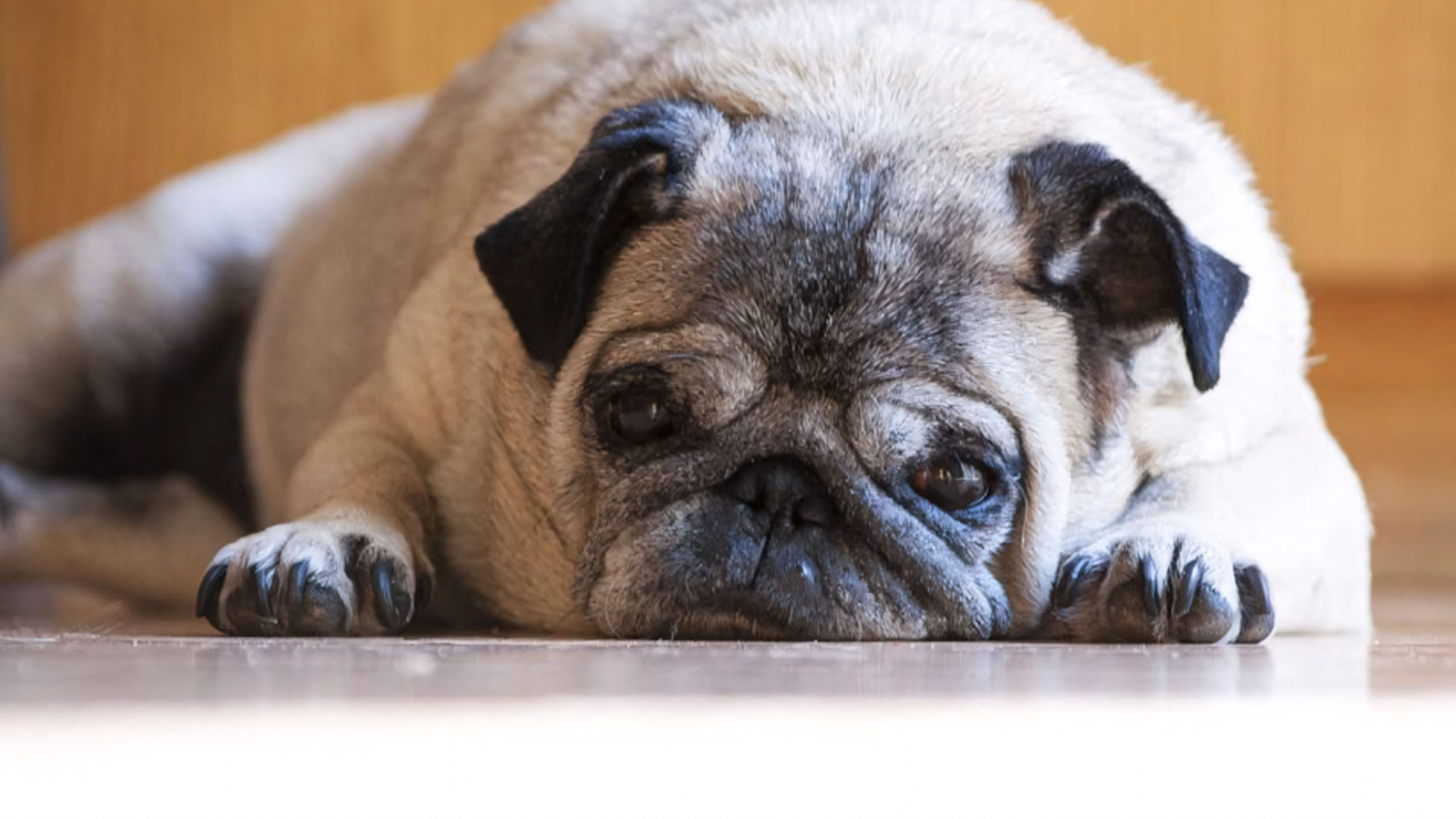 anh cho meo cute met moi 2560px 1440px 2k 1