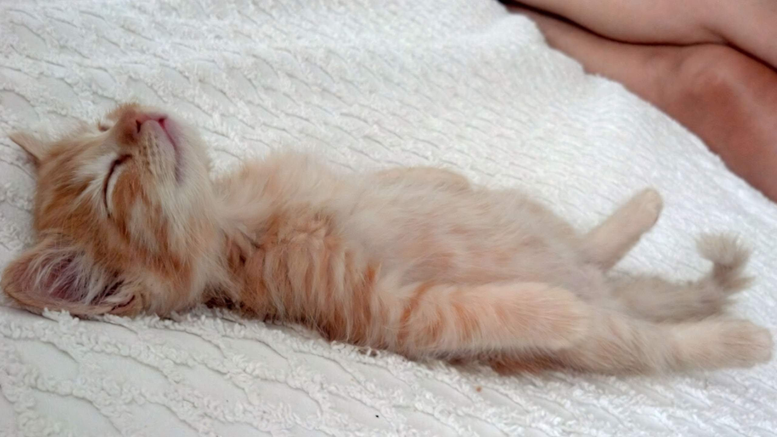 anh cho meo cute met moi 2560px 1440px 2k 12