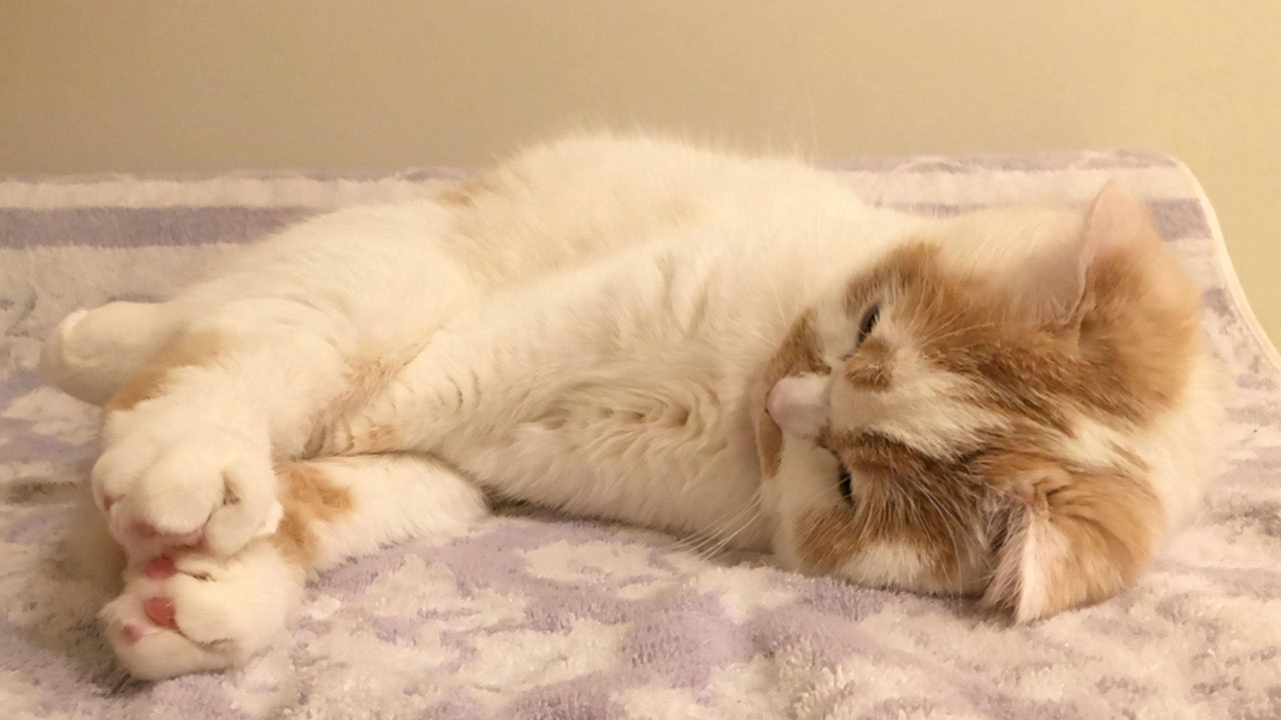 anh cho meo cute met moi 2560px 1440px 2k 11