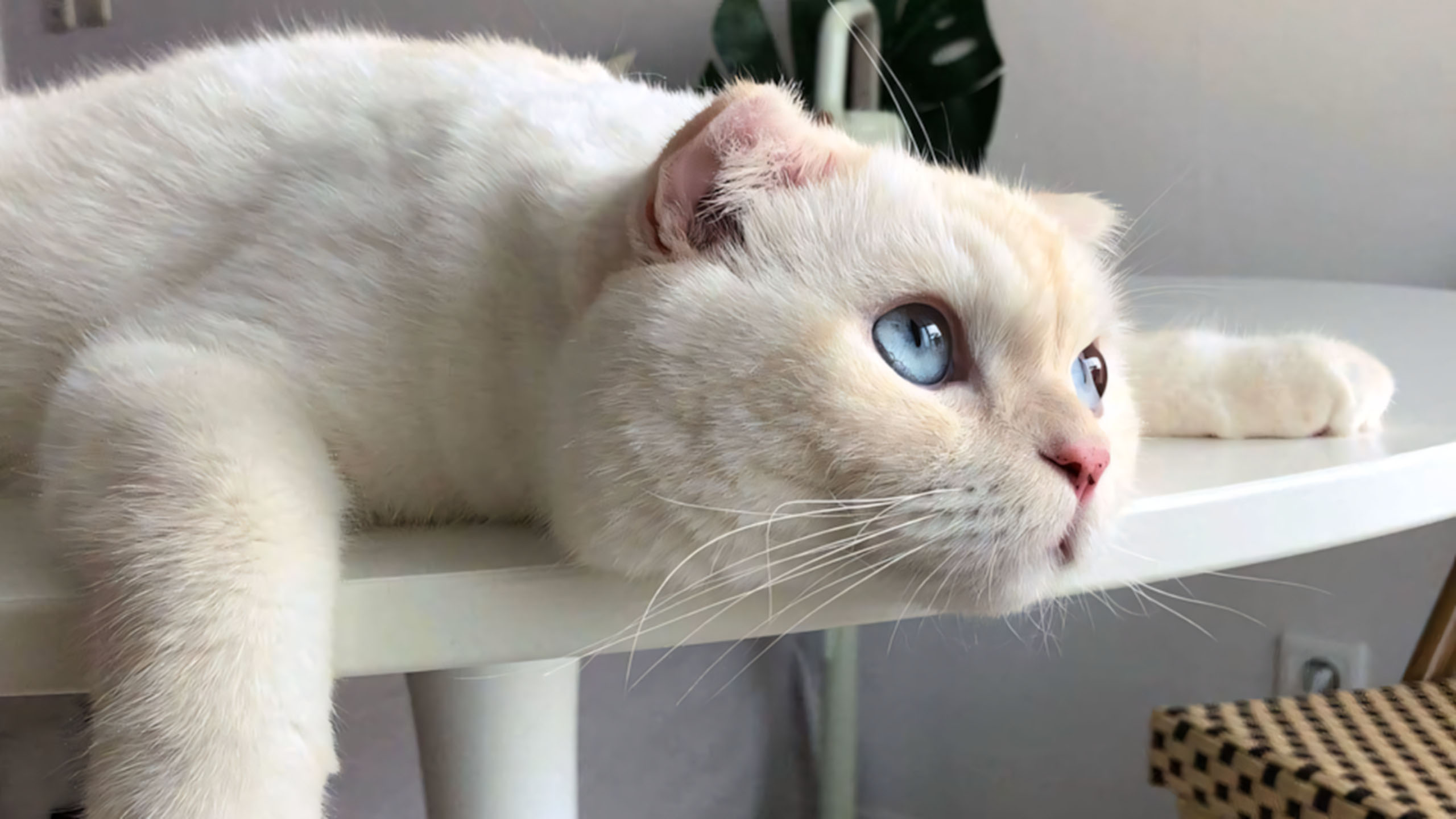 anh cho meo cute met moi 2560px 1440px 2k 9